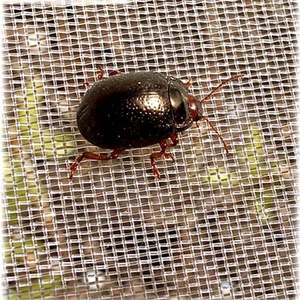 Ultra-Fine <strong>Bug</strong> <strong>Netting</strong> <strong>Garden</strong> Pest Barrier for Plants Raised Beds &amp; Greenhouses Insect Proof Mesh Cover - Product Image 6