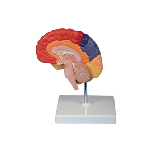 50106.09 modello di area di funzione del cervello destro - Product Image 1