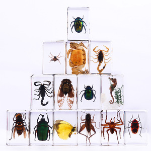 El yapımı şeffaf reçine el sanatları-böcek numune Paperweights hayvan akrep Bug görüntüler bilimsel ekran böcek reçine - Product Image 3