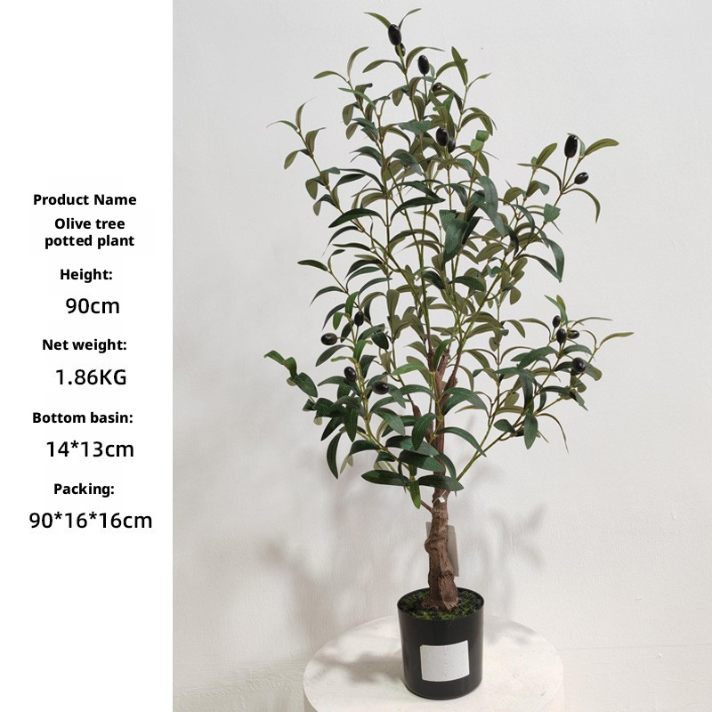 90cm olive tree
