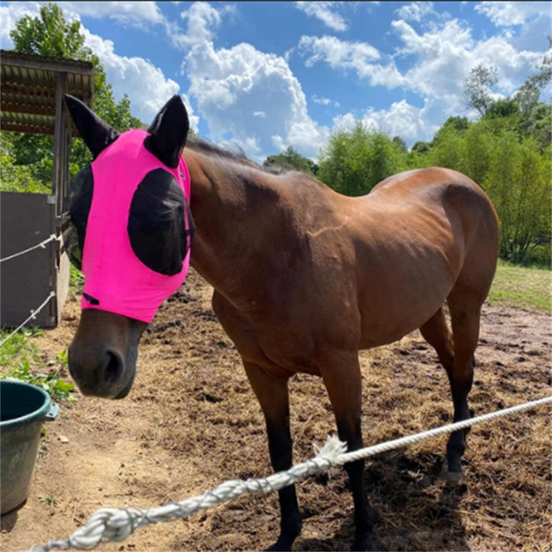 กุหลาบแดง