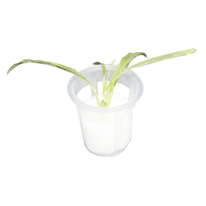 Hydroponics PP Filed Planting Baskets <strong>Net</strong> <strong>Pot</strong> Basket <strong>Net</strong> Cup 2&quot; 3&quot; 4&quot; <strong>5</strong>&quot; for Hydroponic PVC System - Product Image 2