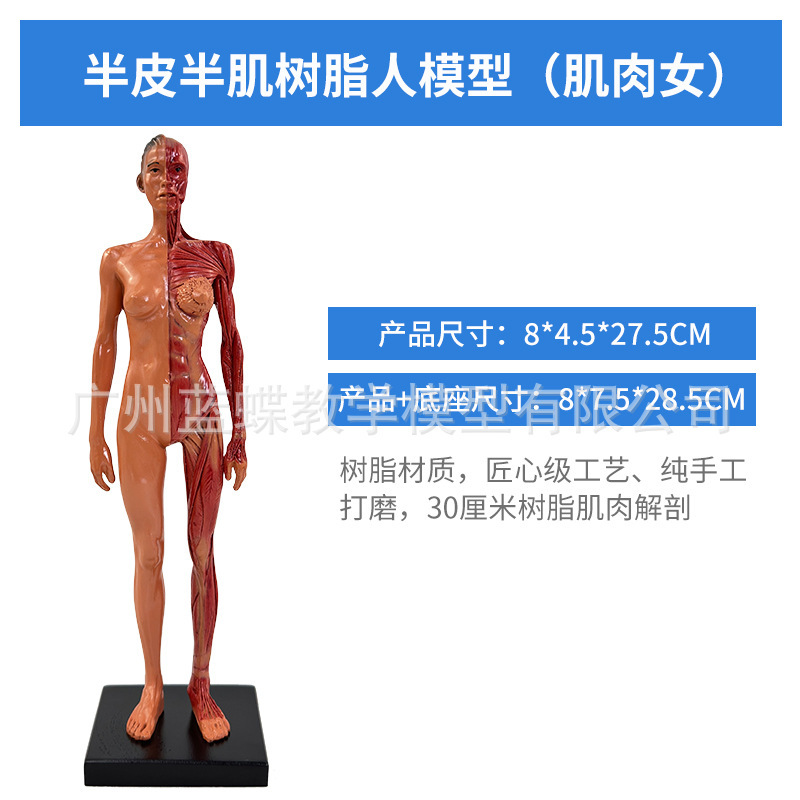 30CM Resin - Muscle - Female