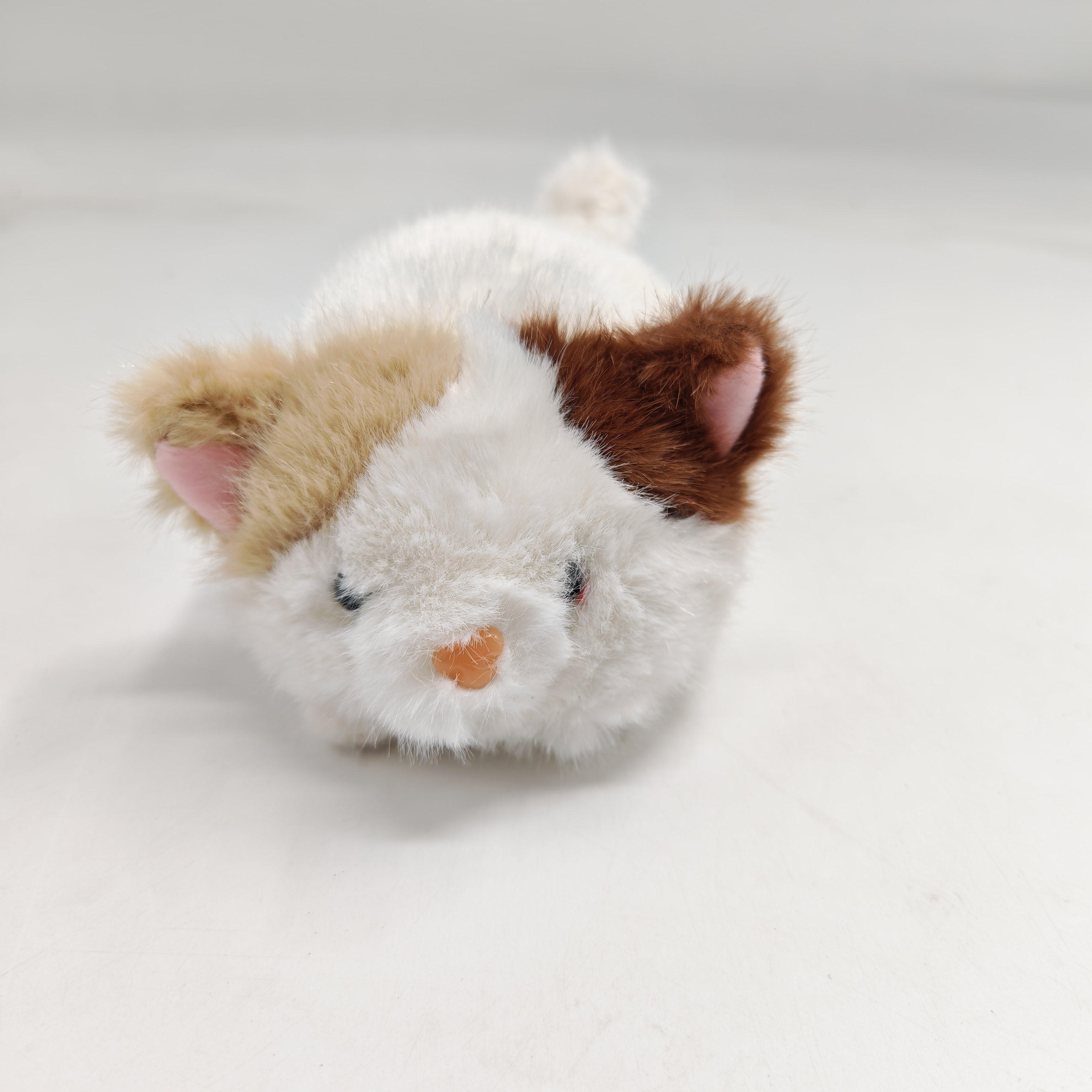 Chat avec des perles