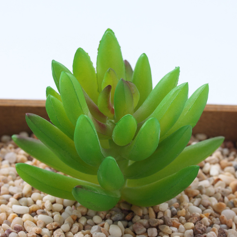 Tianshan Neige Lotus 6*5cm