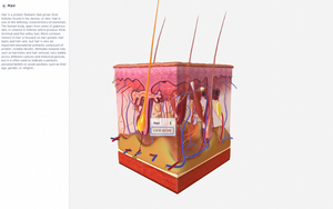Virtual Anatomage Table 3D Sistema de anatomía humana Software y equipo para enseñar - Product Image 5