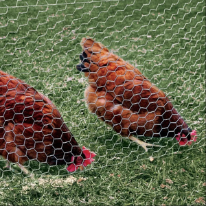 BWG23X3/4&quot; Hot Galvanized <strong>Hexagonal</strong> Wire Mesh Chicken Wire Mesh Fence Roll for Poultry <strong>Netting</strong> From <strong>Factory</strong> - Product Image 2