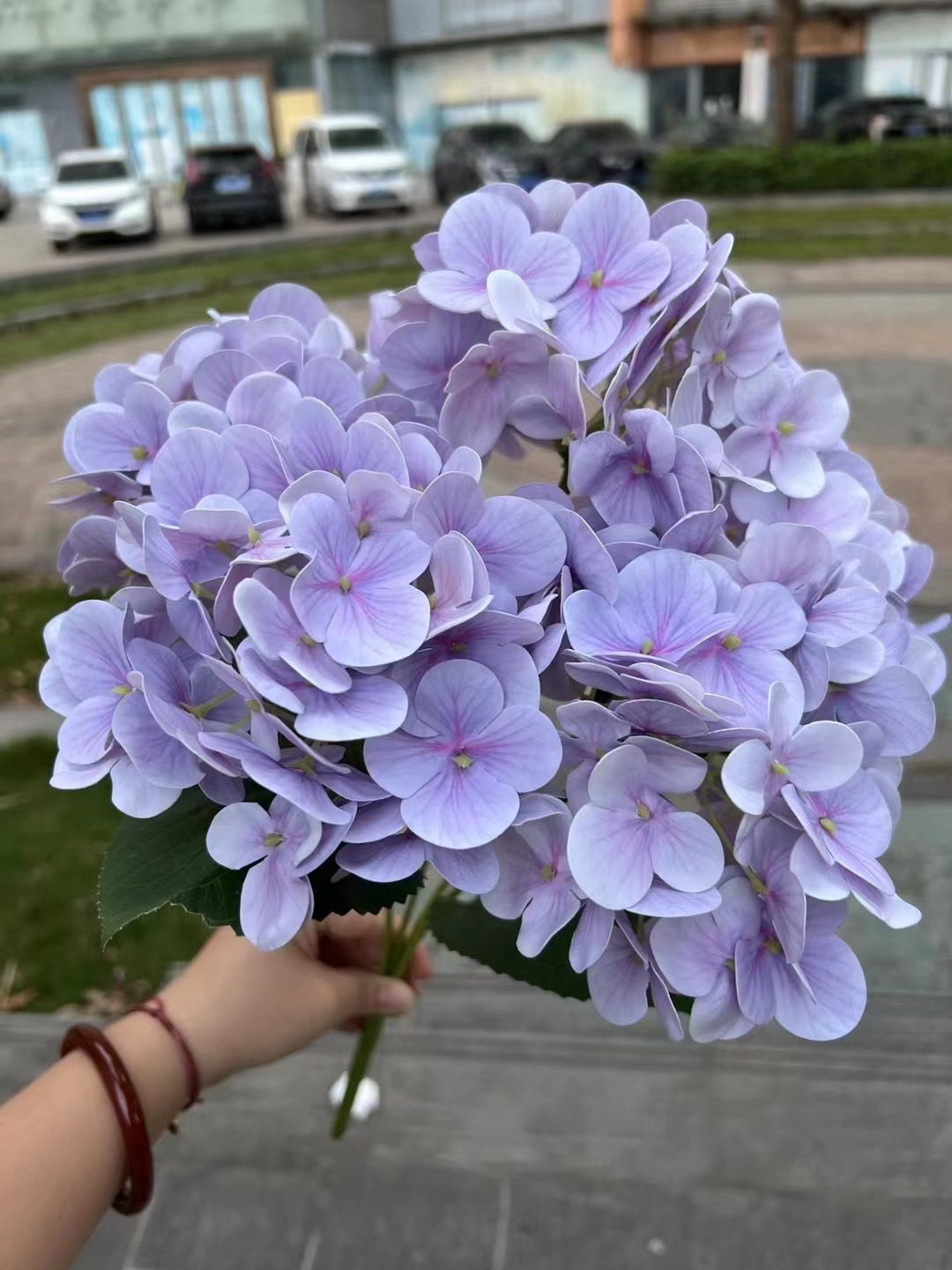 5 Hortensia británica luz púrpura