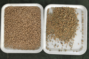 320 fabbrica di soia di colore del caffè Sorter macchina di smistamento ottico per fagiolo nero semi di Soghum attrezzature più pulite - Product Image 6