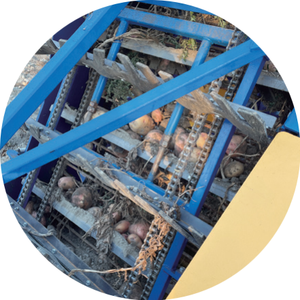 <strong>Automatic</strong> Potato Harvester for Digging Agricultural Processing <strong>Machine</strong>/onion Garlic Potato Carrot Harvester <strong>Machine</strong> Rice Harvest - Product Image 5