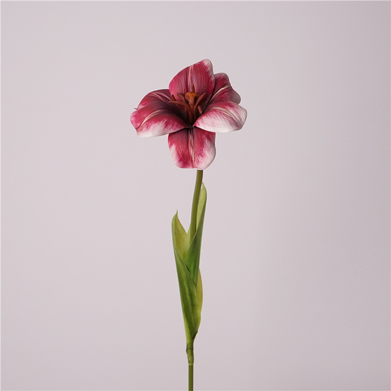 Orchidée rouge tulipe souriante