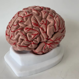 Farb codiertes Gehirn modell mit Arterien und Schädel nerven Anatomisches Lehrmittel für Neurologie und medizinische Kommunikation - Product Image 1
