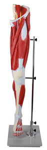 筋肉人体筋肉解剖学モデル解剖学モデル - Product Image 5