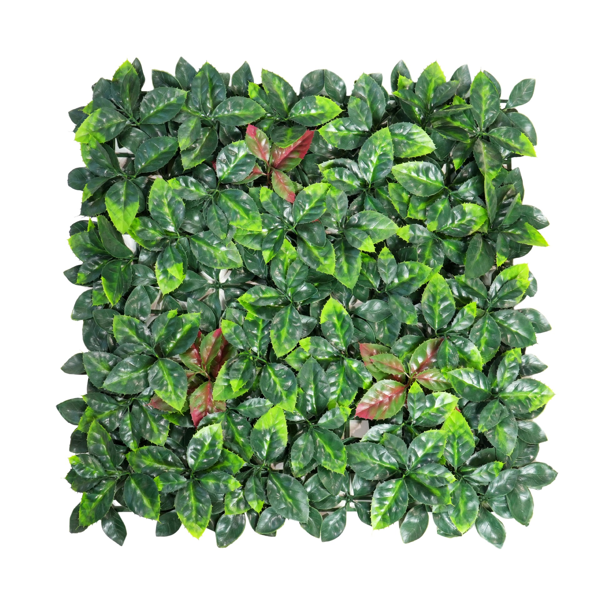 feuilles de photinia