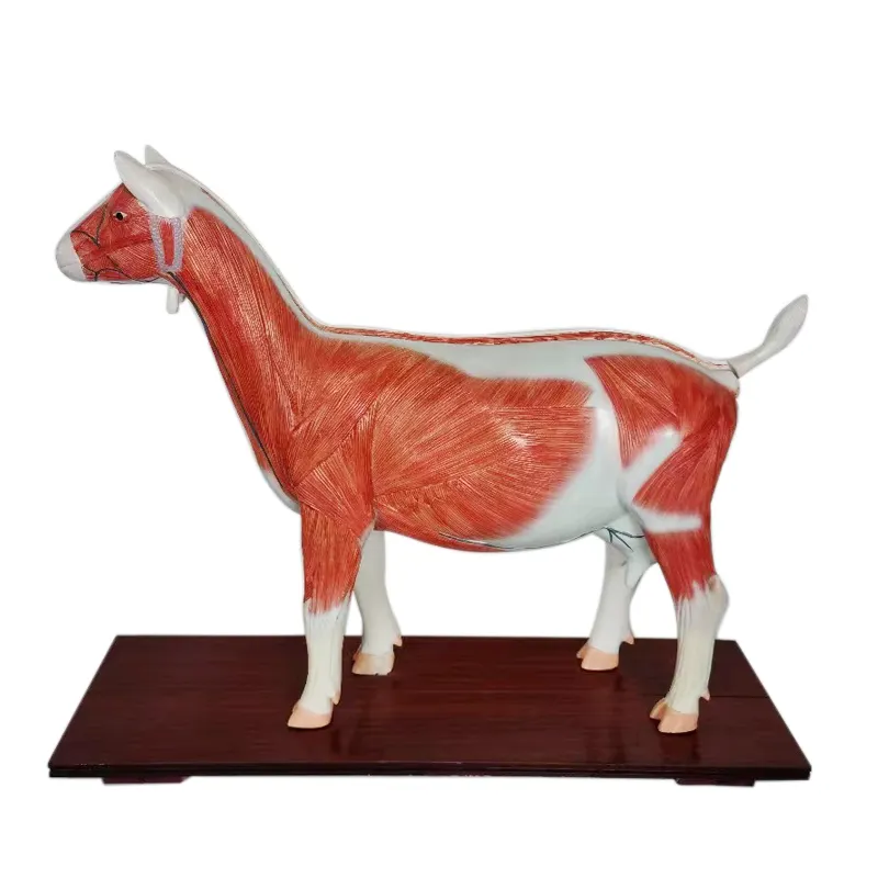 Modelo de animal desmontable anatómico médico, anatomía de oveja, utilizado para la enseñanza