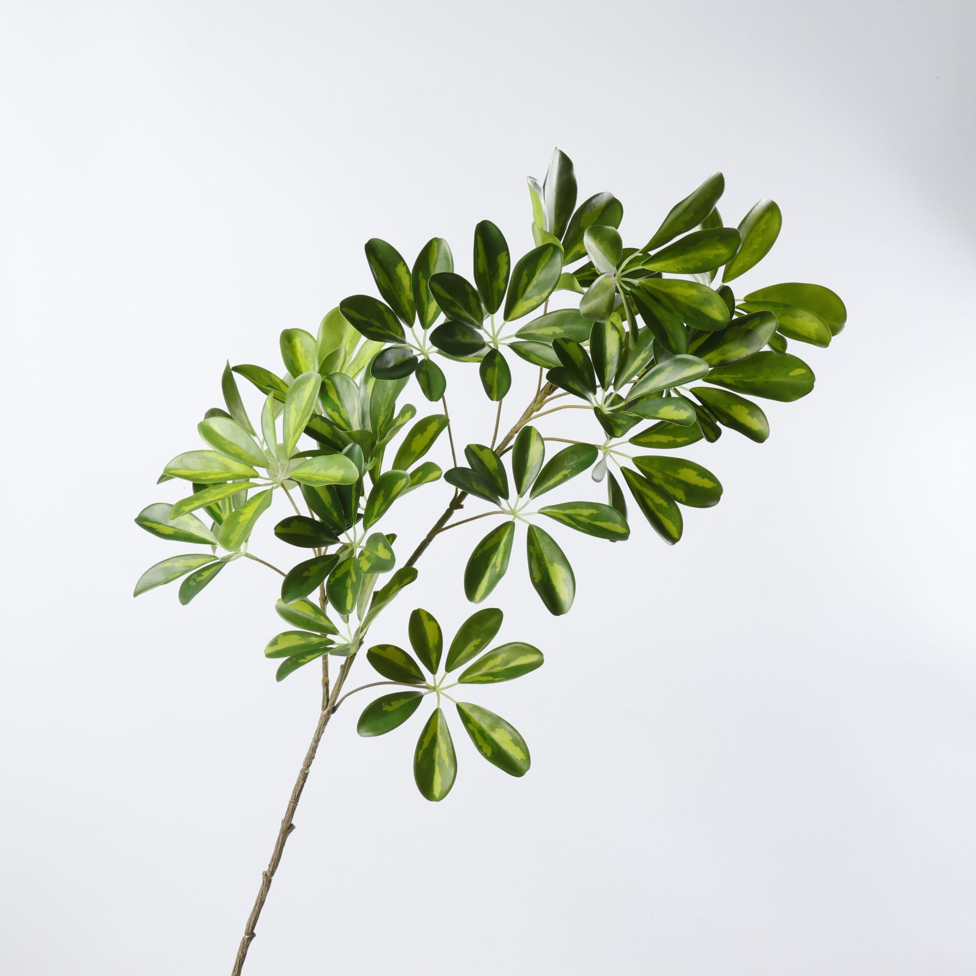Variegated