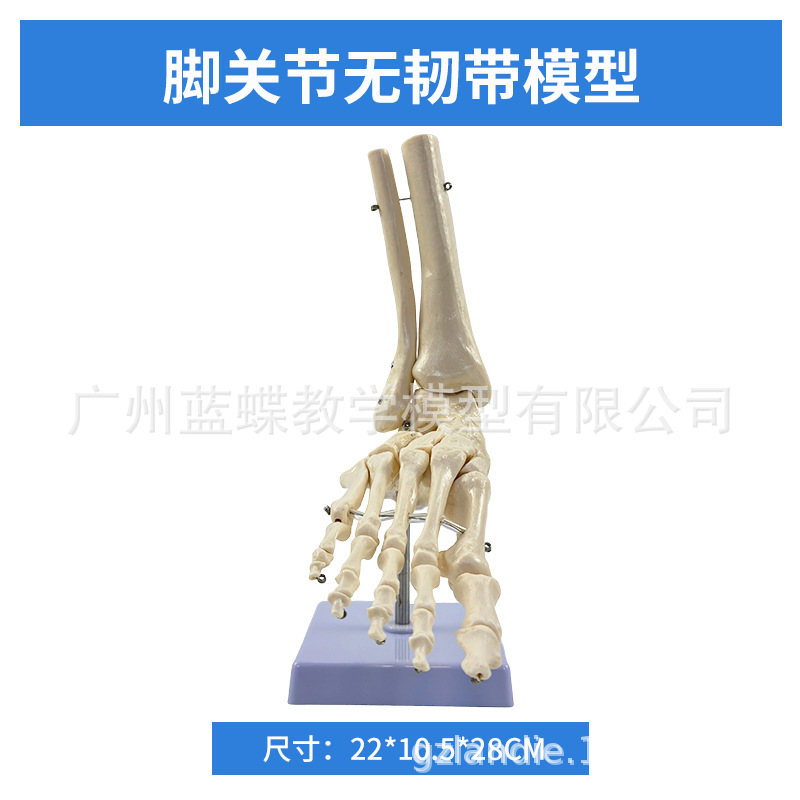 L'articulation du pied n'a pas de ligaments