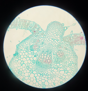 Gelsonlab สไลด์การเรียนการสอนวิทยาศาสตร์การแพทย์เฟิร์น prothallium HSSL-013ชีววิทยา - Product Image 4