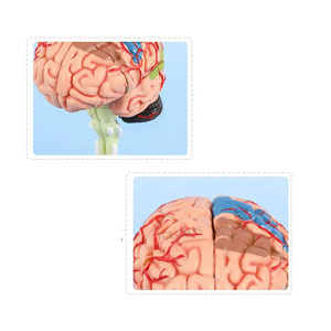 LHN025 scienza medica di insegnamento della struttura del cervello modello di anatomia staccabile 4D 32 parti del cervello umano - Product Image 5