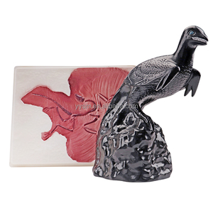 Modelo de simulación de laboratorio biológico, modelo de recuperación y fósil de Archaeopteryx, suministros educativos, modelo médico, equipo educativo - Product Image 6