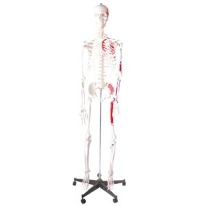 Dayanıklı PVC malzemeden yapılmış biyolojik laboratuvar öğretimi için Ligament doğa boyutu ile 170cm insan iskelet modeli - Product Image 3