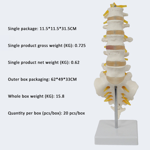 SCIEDU öğretim kaynağı tıbbi insan iskelet modeli omurga modeli 5 Sacral sinir I ortopedik modeli ile lomber vertebra - Product Image 6