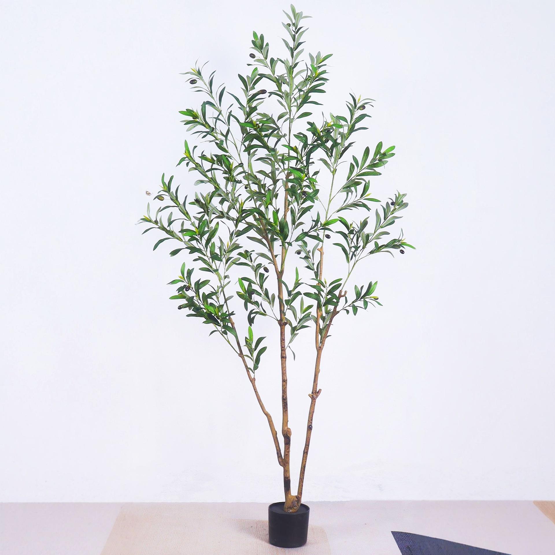 1,8 m olivier de forme spéciale (pot en plastique noir)