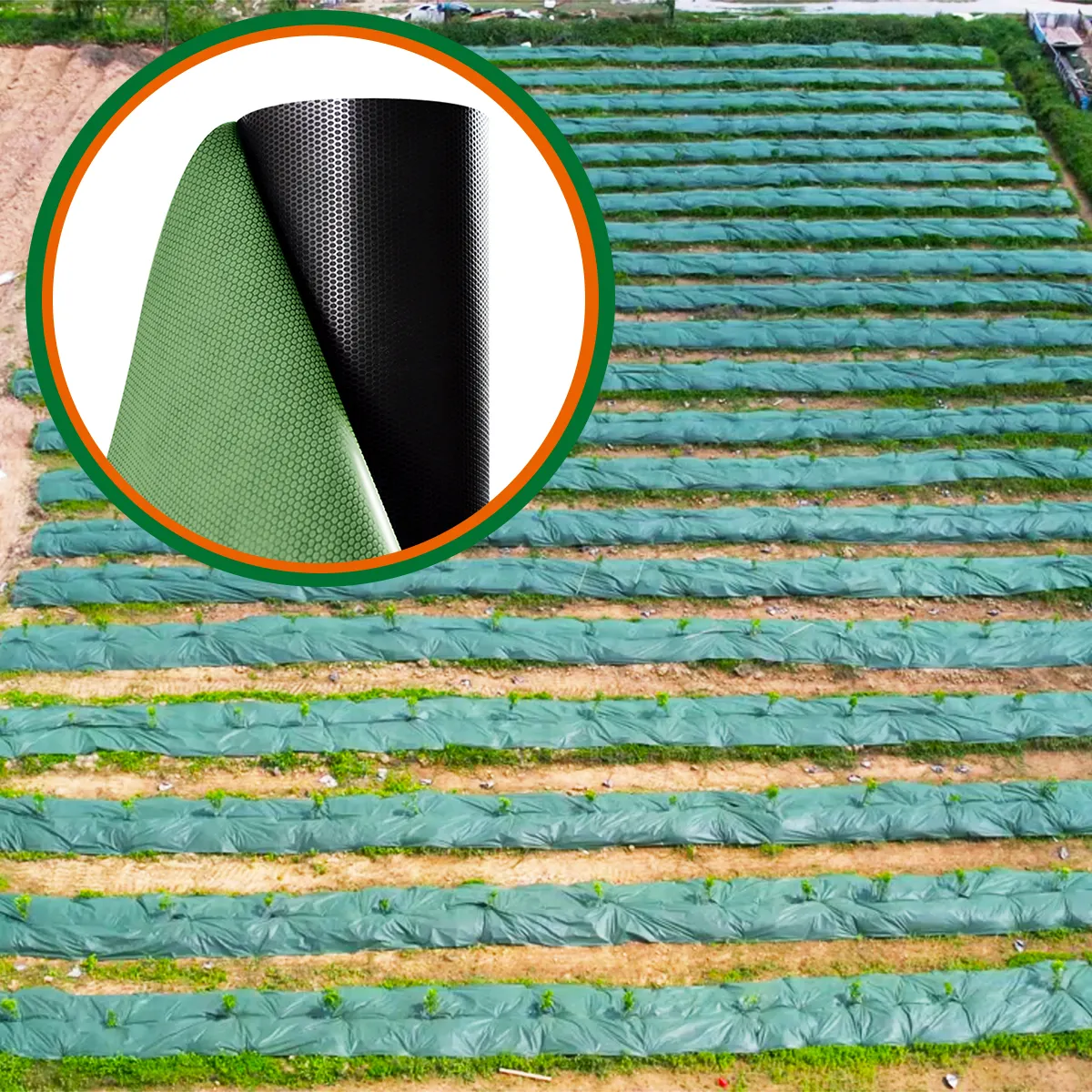 Mulchfolie Landbouw Plastic Onkruidbestrijdingsblokker Mat Vilt Rolbeveiliging Tuinbed Voering Zeil 3,3ftx164ft