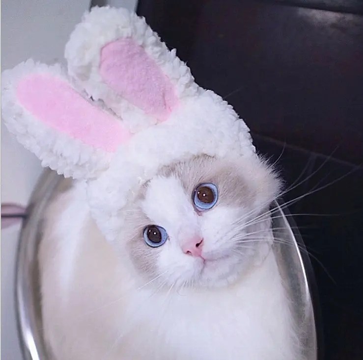 Drôle mignon oreilles de lapin pour animaux de compagnie chien chat Chapeau à décorer