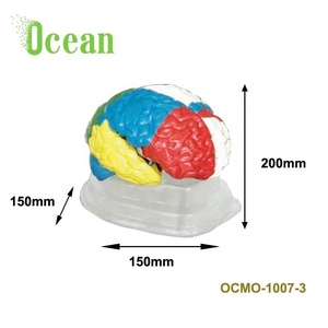 Umani Neuro-Posizione di Modello Anatomico Del Cervello con Funzionale - Product Image 1