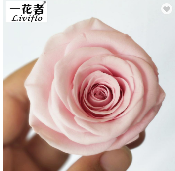 sakura rosa