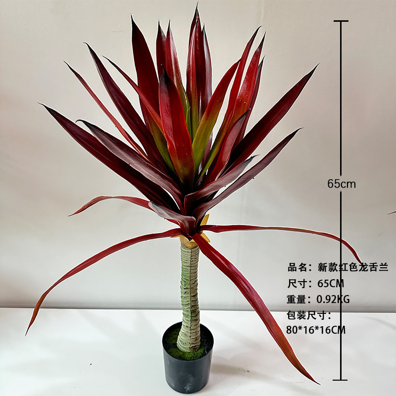 Nouvel Agave Rouge 65cm