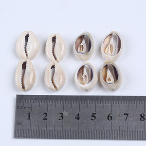 Doğal zanaat yarım kesim bölünmüş deniz kabuk Cowrie Shell dekor deniz kabuğu kabuklu deniz hayvanı kabuğu - Product Image 2