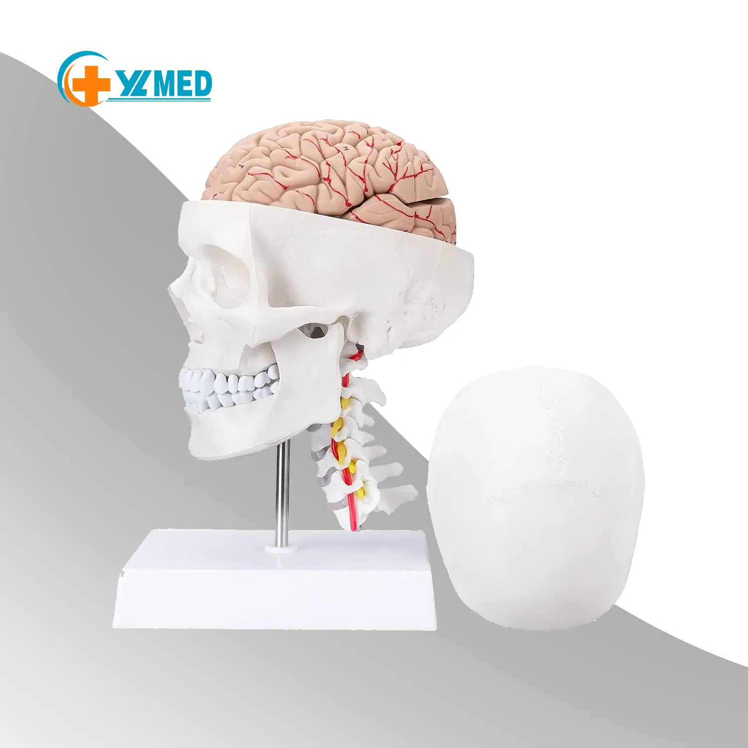Modelos anatômicos do crânio humano e cérebro equidistante da coluna cervical e da base do crânio para neuroanatomia médica