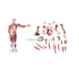 人間の男性の筋肉モデルトレーニングモデル80CM人間の筋肉モデル27部品医学科学 - Product Image 4