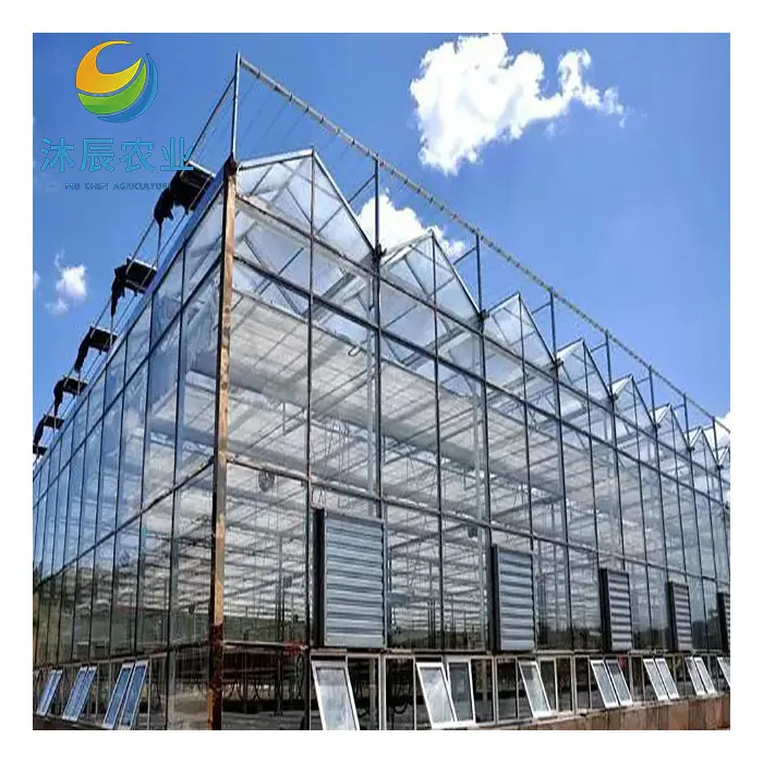 Serre di vetro agricole a basso costo Muchen con sistema di serra idroponica in vendita