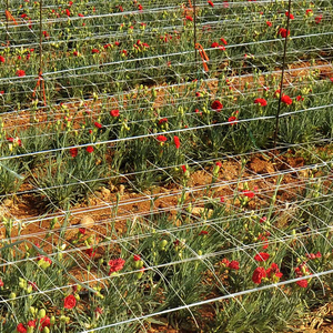 Rete a traliccio per piante supporto per piante rete da arrampicata rete a traliccio in Nylon rete da giardino per piante cetrioli, fiori vite, Vegeta - Product Image 2