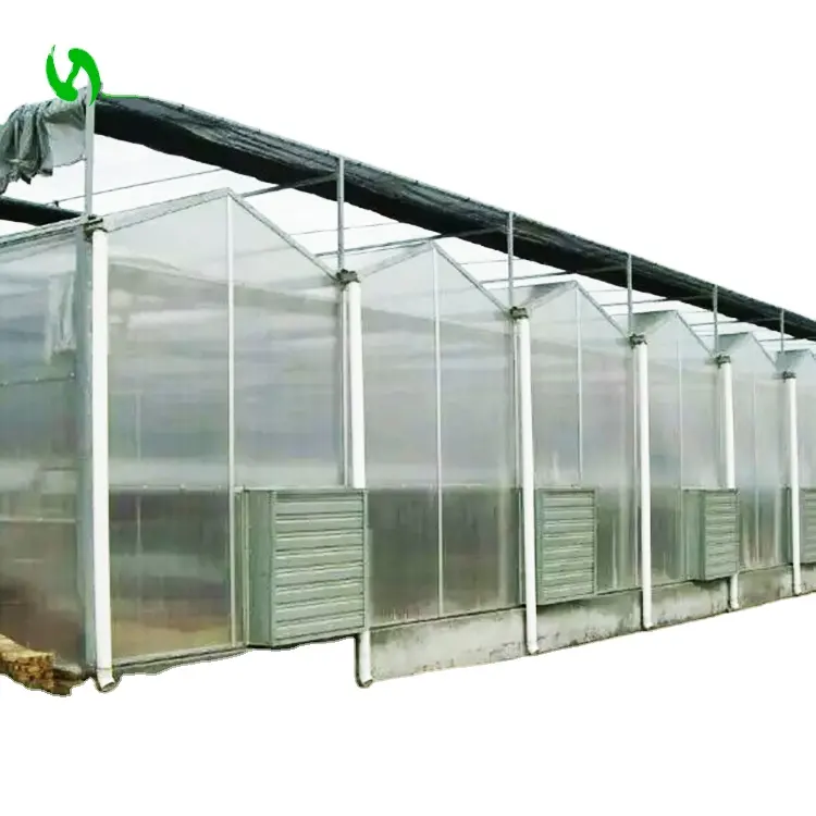 Comercial lechuga con la agricultura de PC hoja de efecto invernadero para la venta