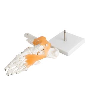 Insan ayak ayak bileği eklemi modeli ile Ligament ayak İskeleti modeli Ligament ayak eklemi anatomik Model beyin yaşam boyutu - Product Image 4