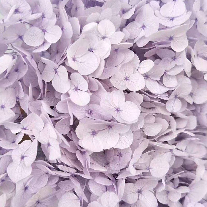 taro morado