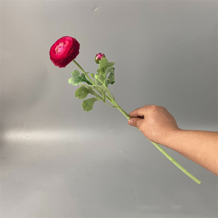 Rose Chaud