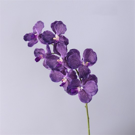 Dark Purple