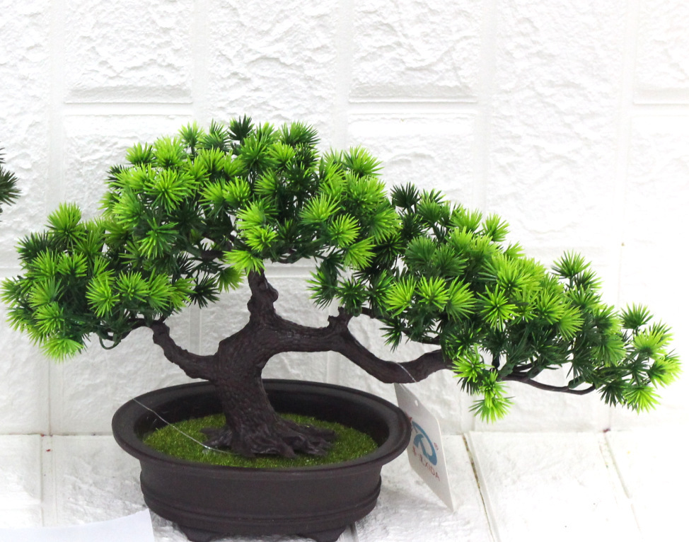 Lungo accogliente pino bonsai verde chiaro