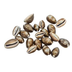 Natural Snake Head Cowrie Shells Specimen Collectibles 2.2-3.2 cm Conch Snail Seashells Nautical Beach Home Decor - Product Image 1