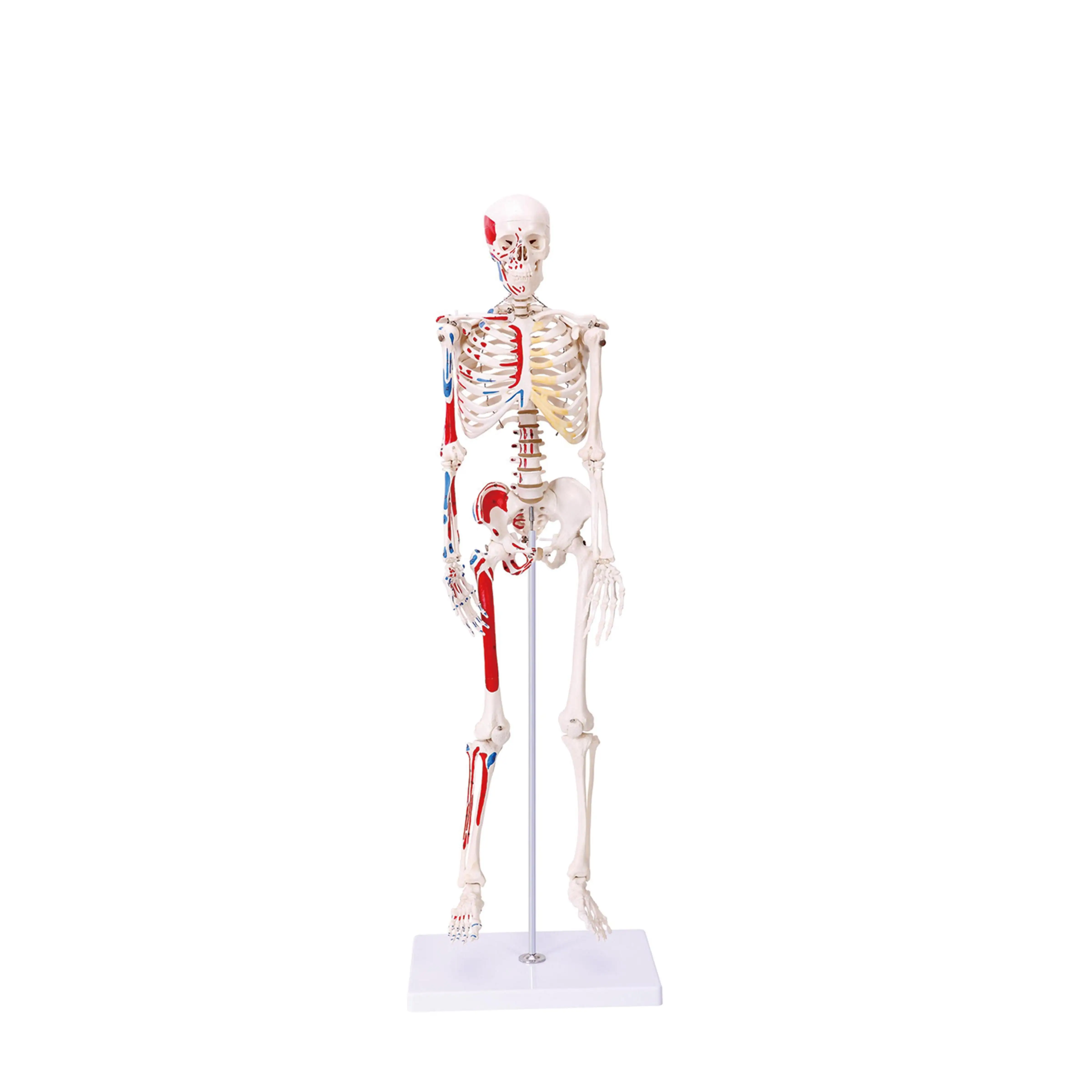 Esqueleto de Anatomía Humana, modelo de enseñanza, Cráneo, el más nuevo