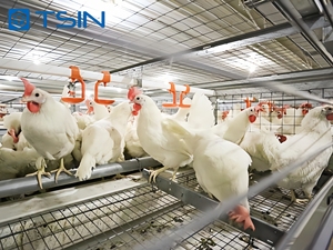 Tsin Thiết Kế Thực Tế Gió Tuyết Kháng Đẹp An Toàn Kết Cấu Thép Đơn Giản Cài Đặt Gà <span class=keywords><strong>Coop</strong></span> Công Ty Cho Trang Trại Nhà - Product Image 3