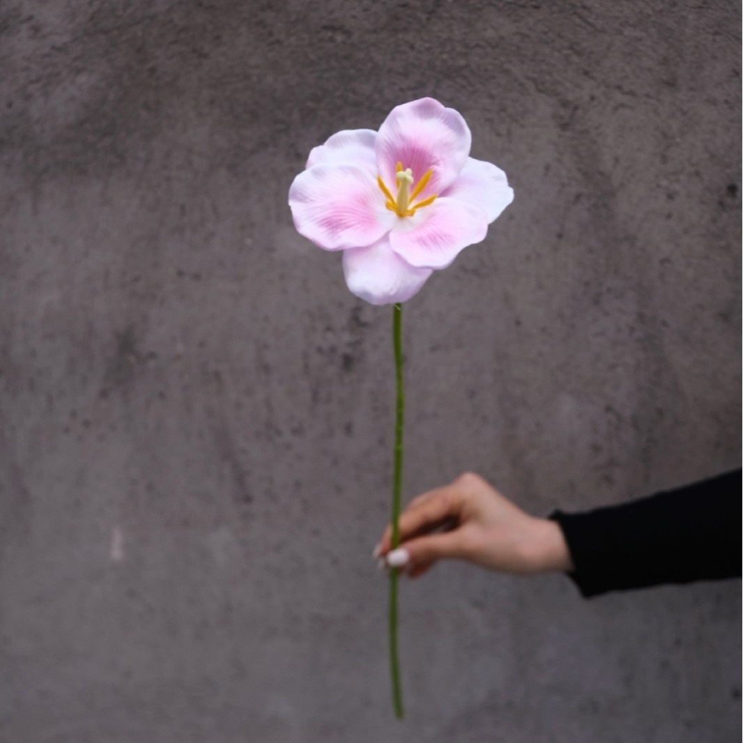 Tulipano rosa aperto