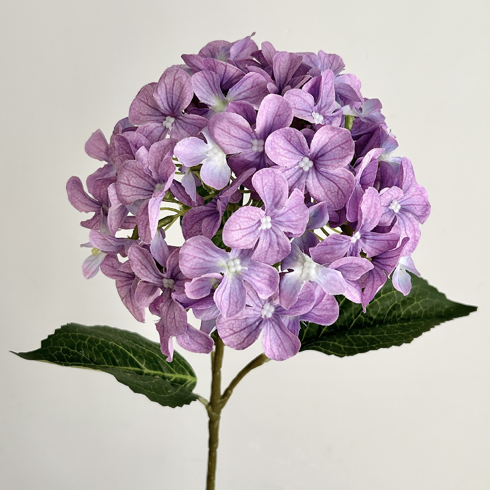 Rose violet