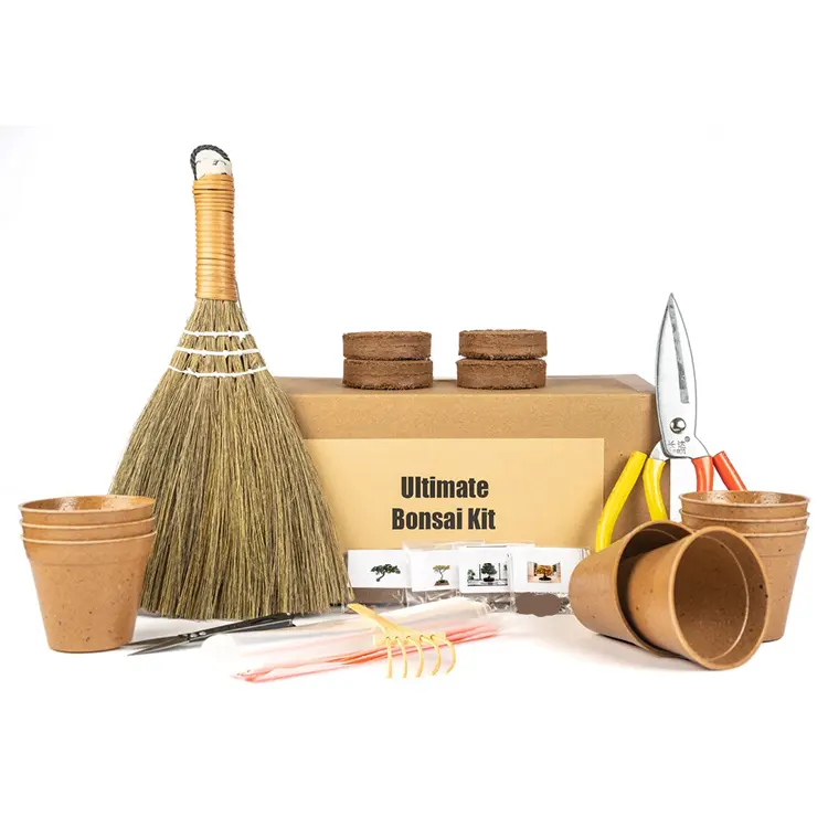 Super idée de cadeau, Kit de culture de bonsaï de bureau en érable jaune japonais avec pot de plante d'intérieur tapis kit de plante pour enfants