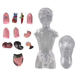 18-centimeter Female Transparent <strong>Human</strong> Torso Model with Visible and Detachable Internal Organs - Product Image 3
